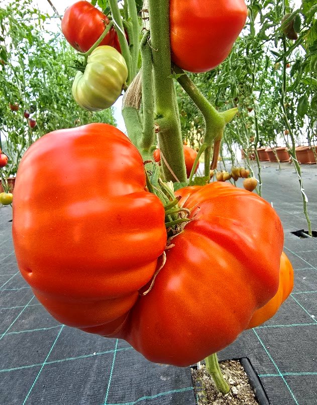 Red tomatoes: CHARTRES CASTLE Tomato